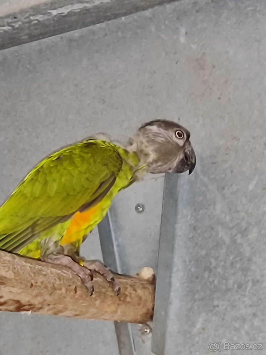 Pap. Senegalský - 2