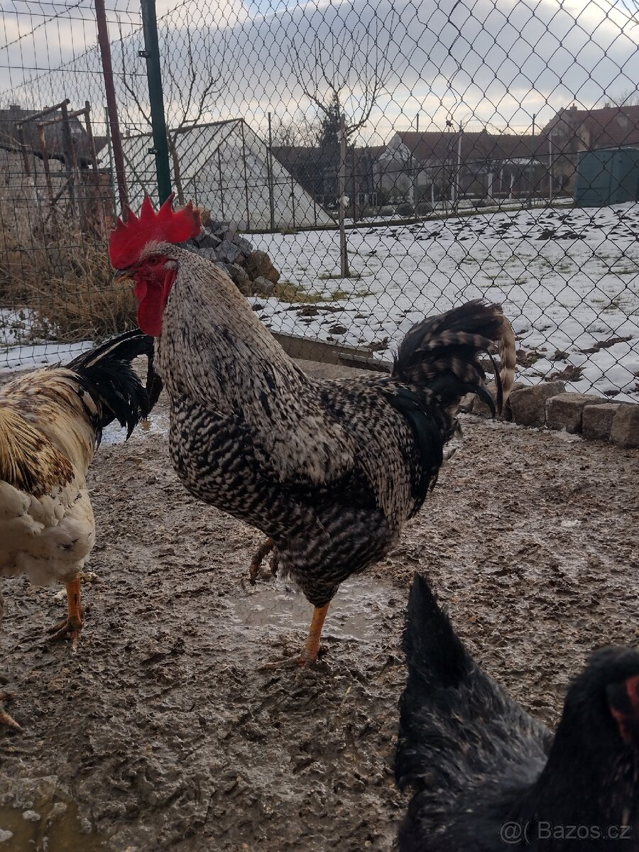 Prodám dva kohouty - 2