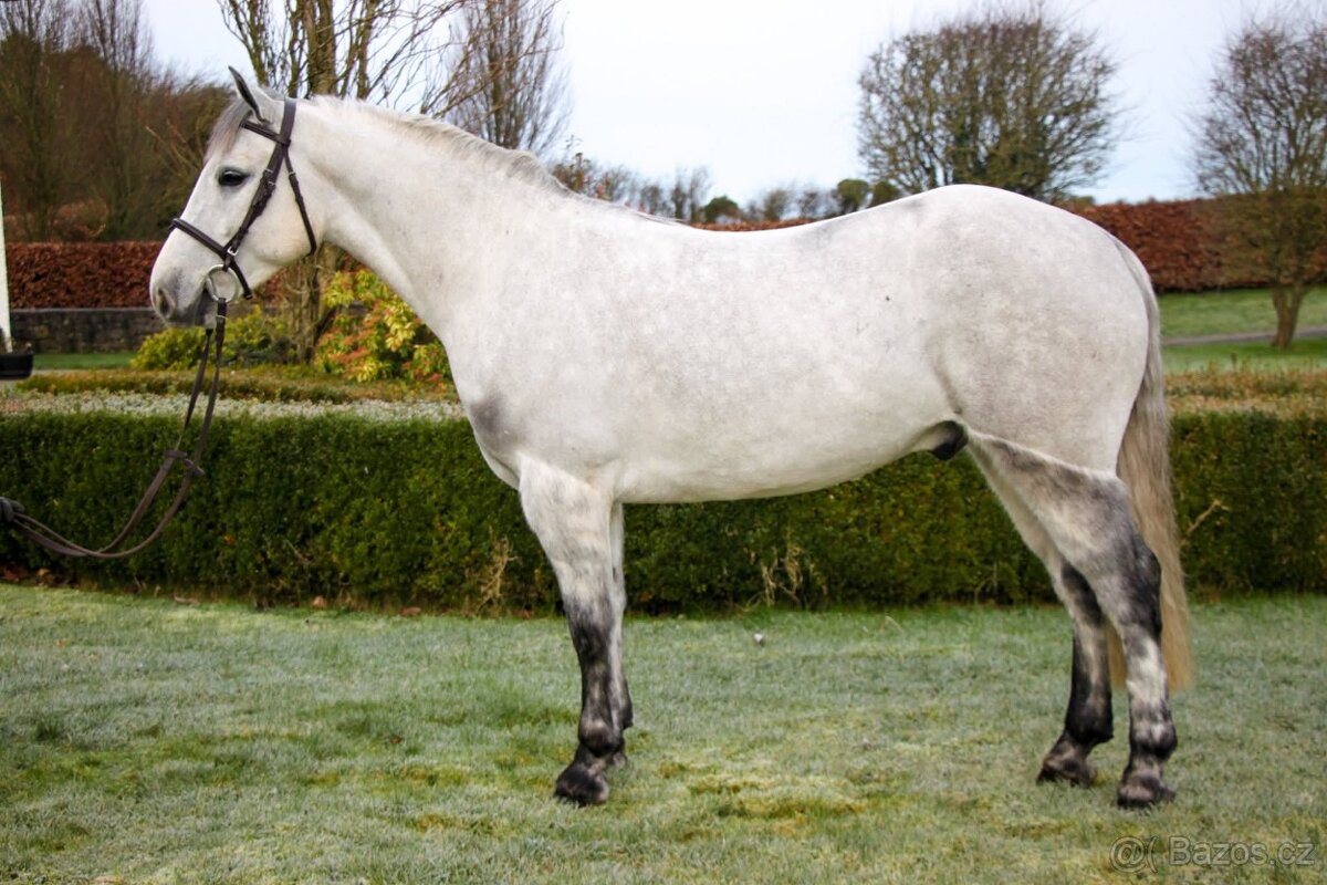 Connemara pony valach 5let - 2