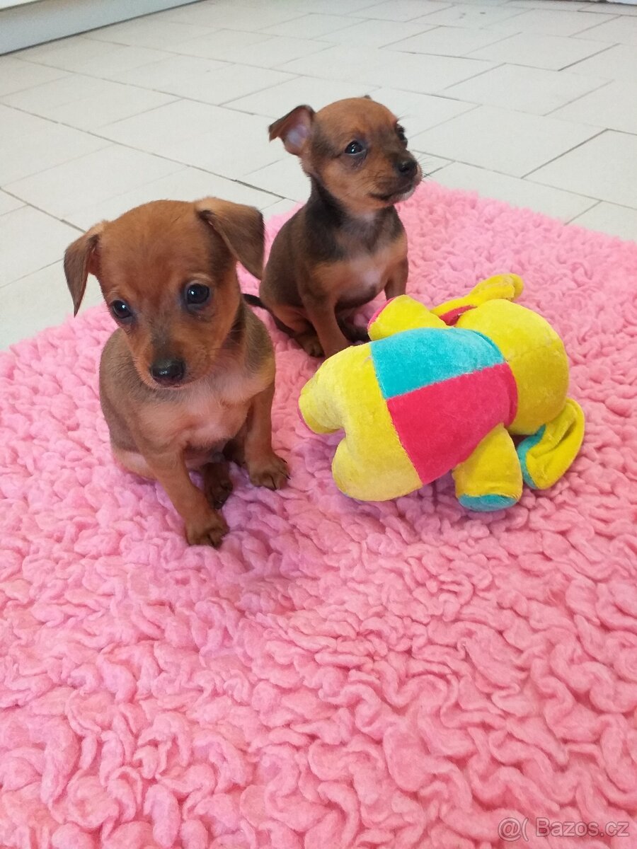 Pražský krysařík - 2