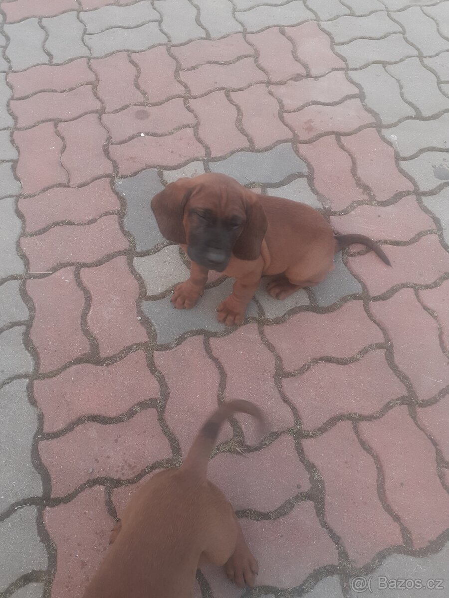 Hanoverský farbiar - 2