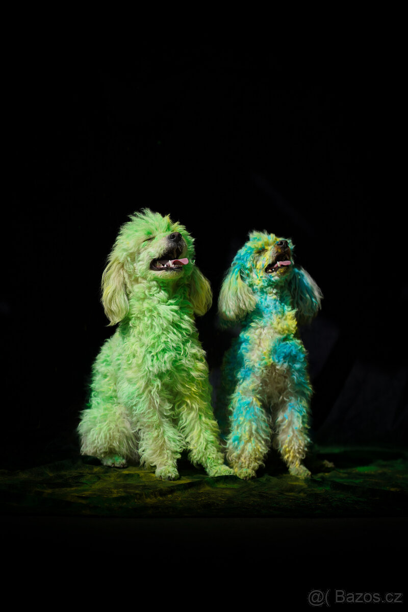 Nabídka krytí - Pudl trpasličí - 2