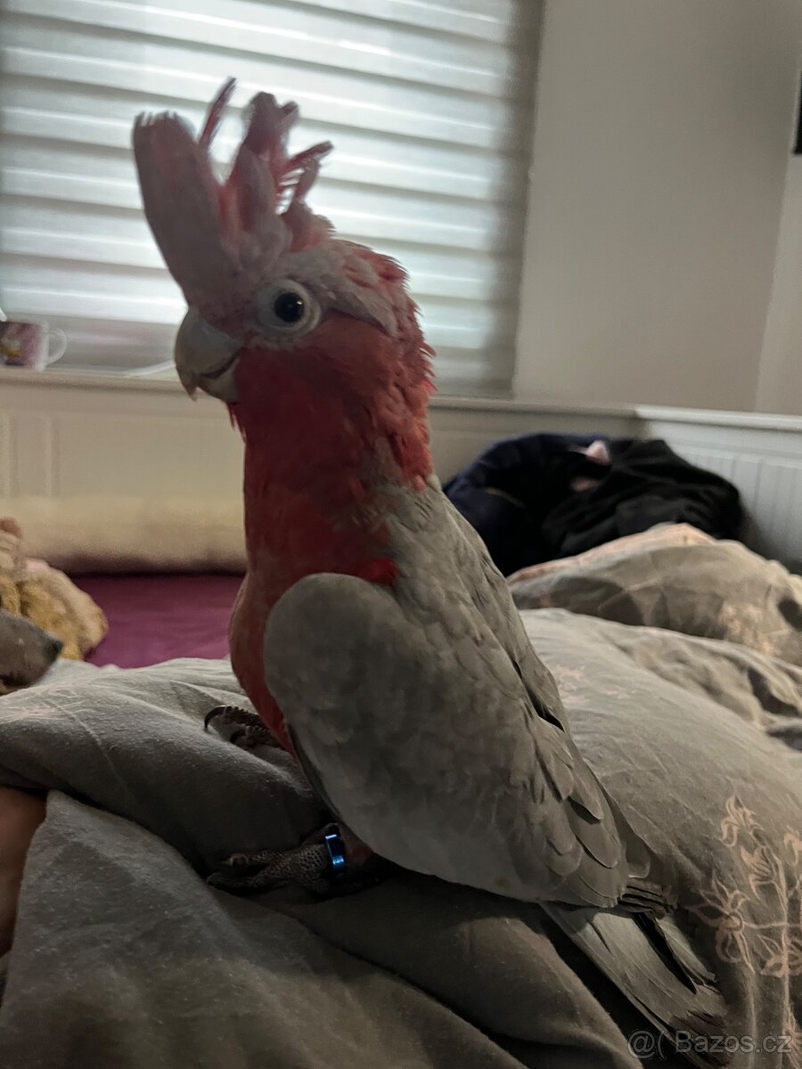 Kakadu růžový - 2