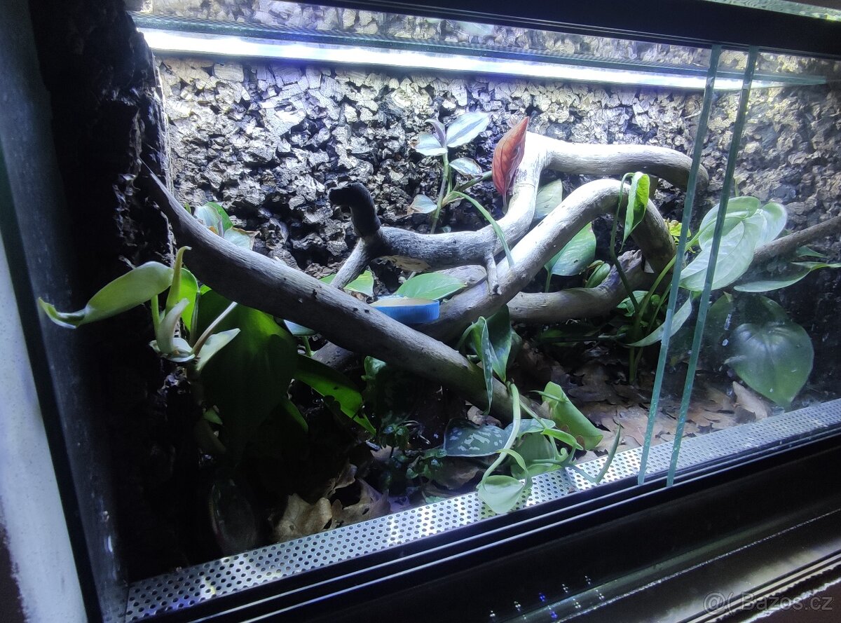 Gekon panenský terárium a 3 x samice - 2