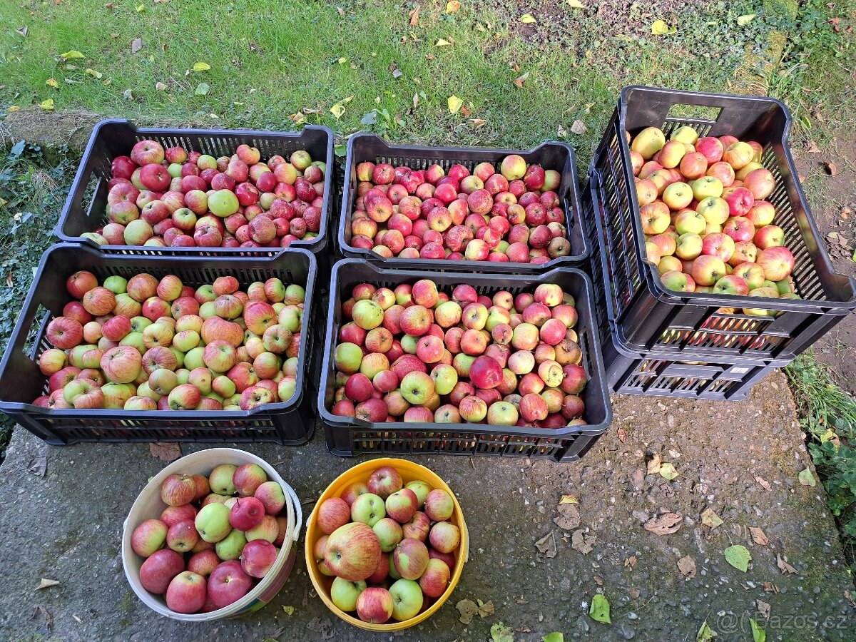 Nabídka jablek, ořechů a dřeva - 2