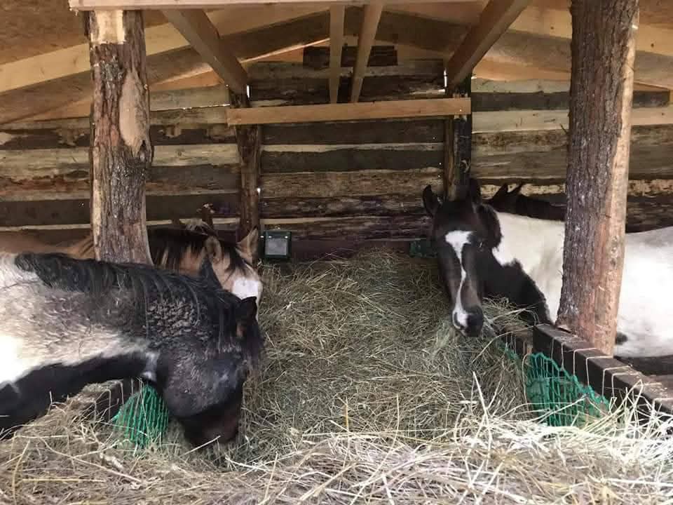 Pastevní ustájení - 2