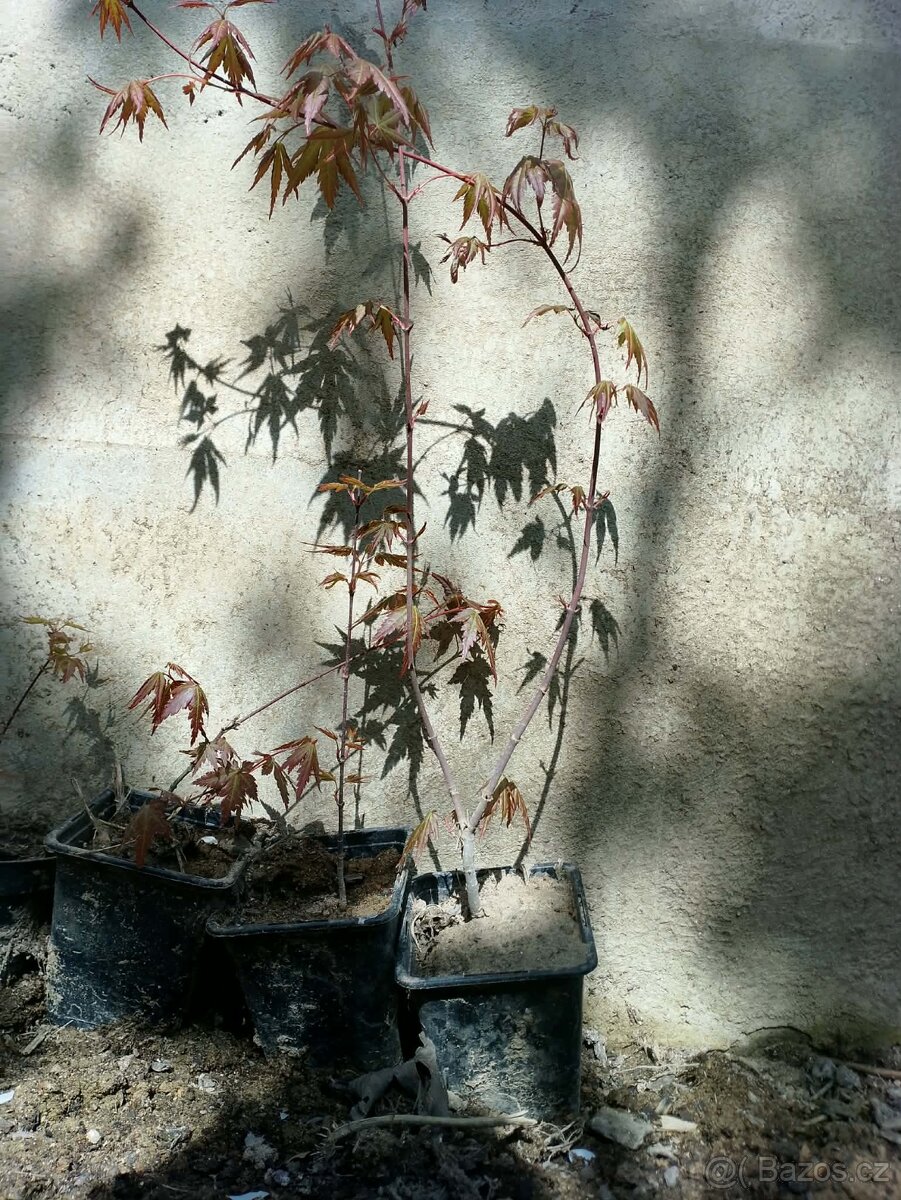 Japonsky javor - 2