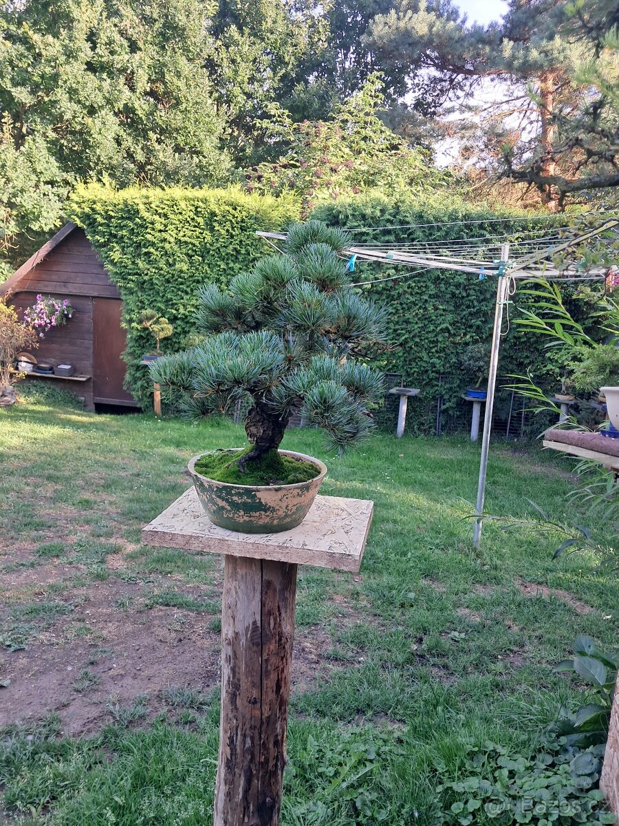 Bonsaj,bonsai Borovice - 2