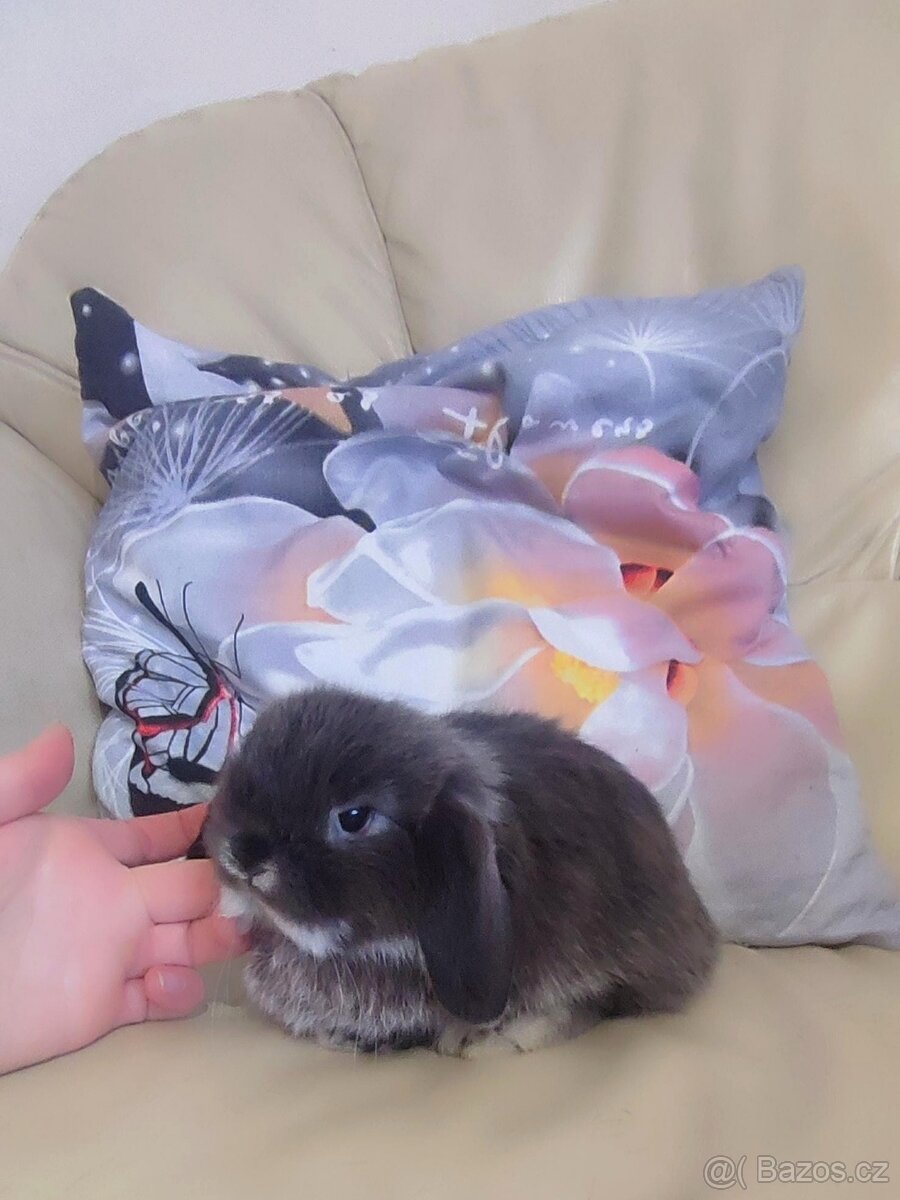 Minilop mini zakrslý beránek - 2