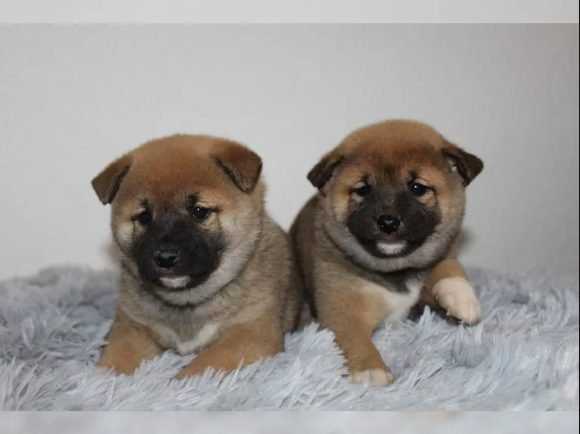 shiba-inu prodej - 2