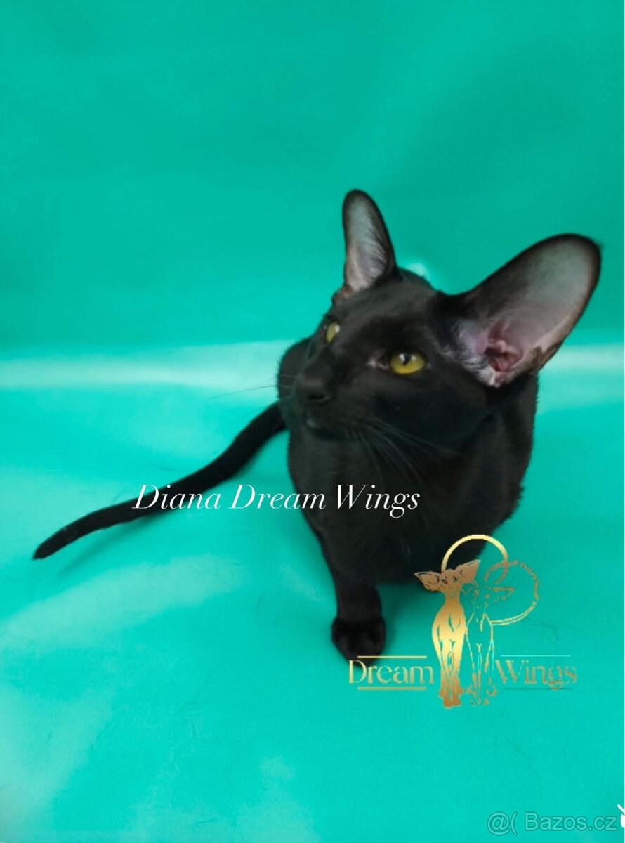 Diana Orientální kočka s PP - 2