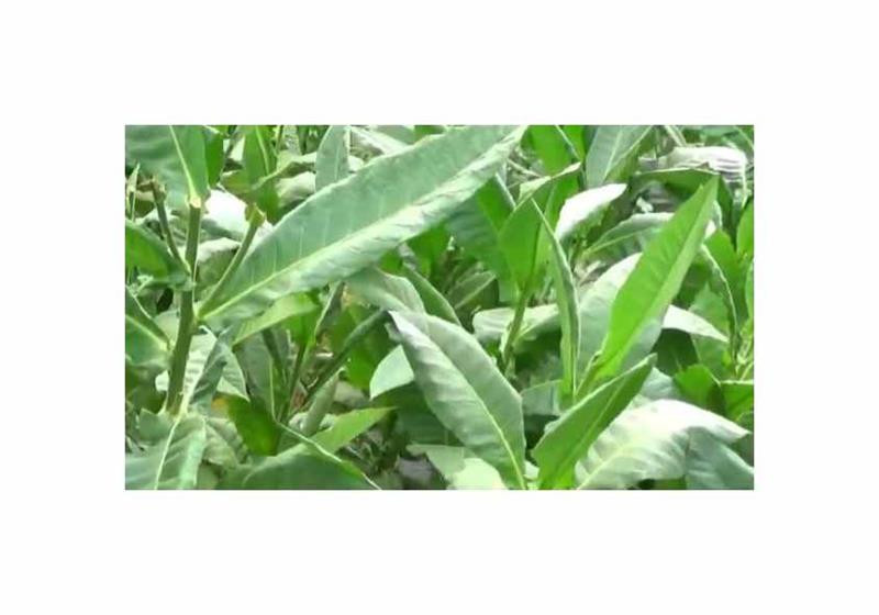 Samsoun orient tabák semínka - 2