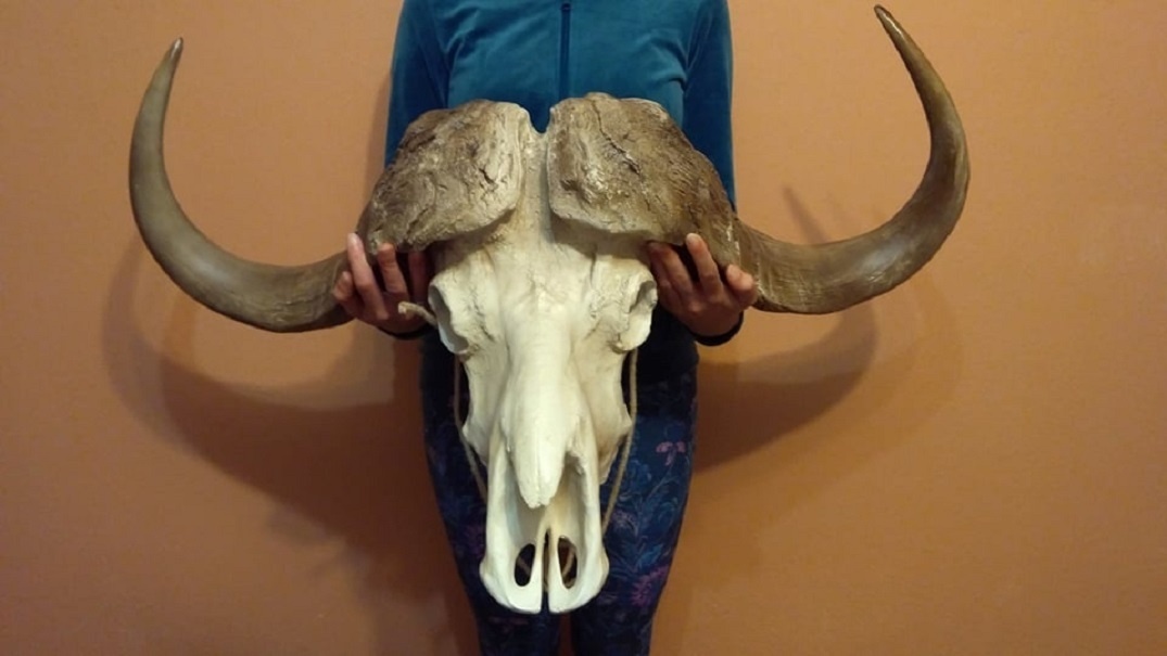 Lebka býka longhorn, bůvol, bizon - 2