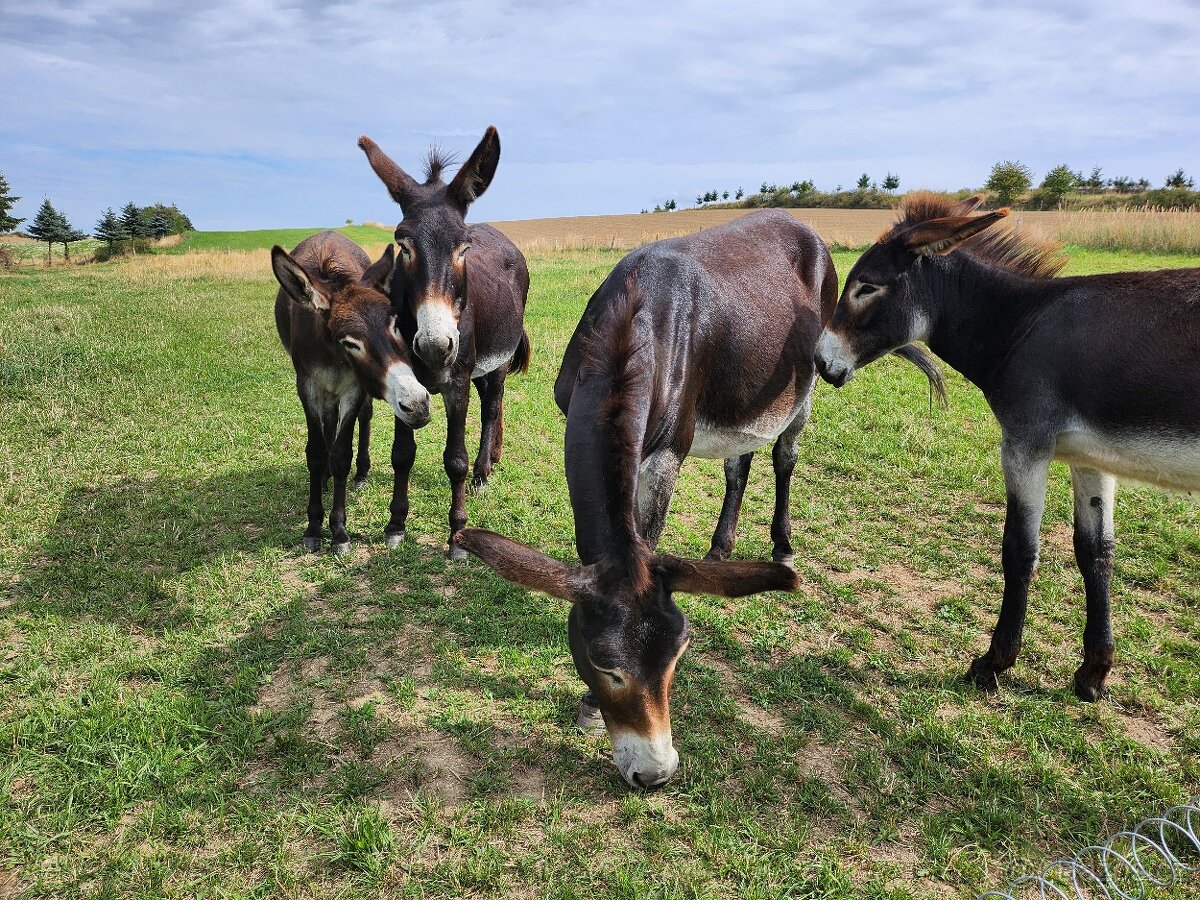 Velké jezdecké oslice - 2