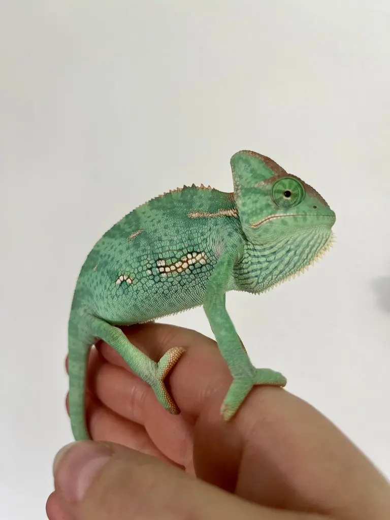 Chameleon jemenský - 2