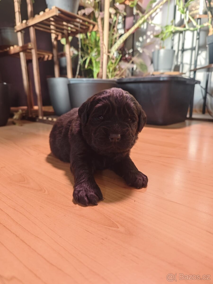 Newfoundland Novofundlandsky - 2