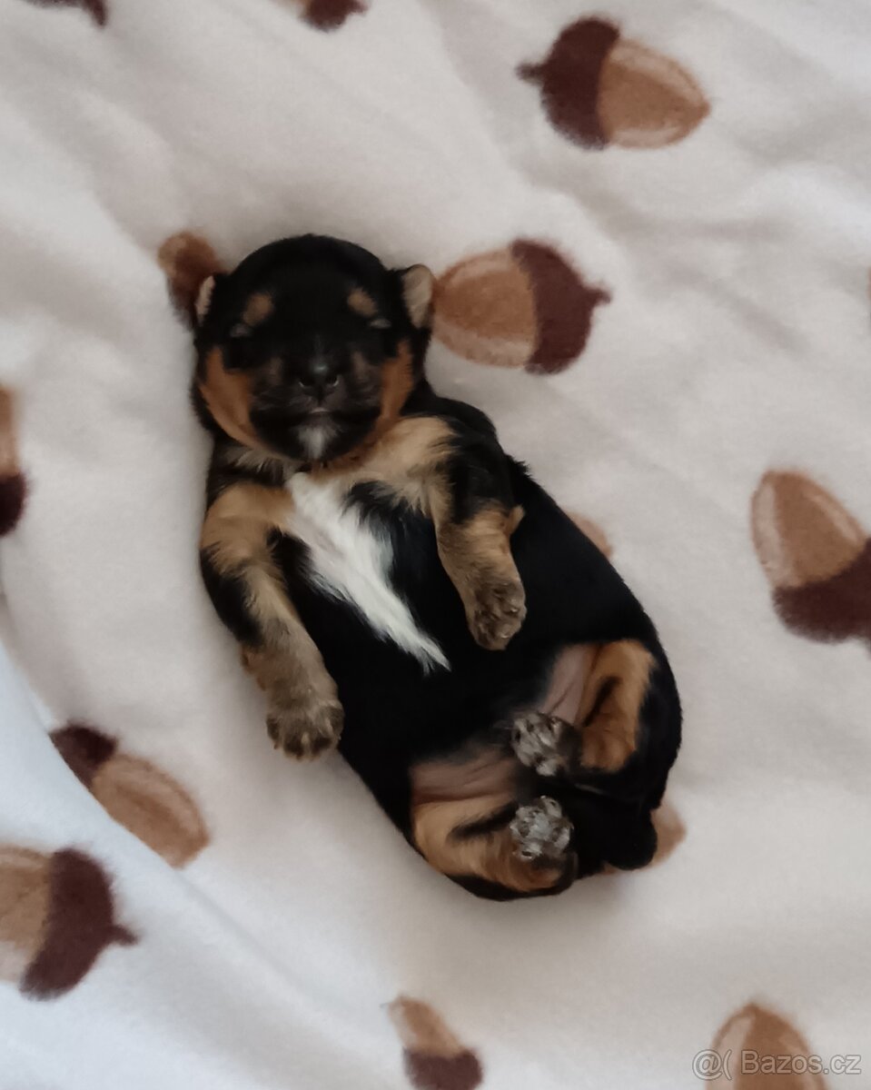 Jorkšírský teriér -štenátko - 2