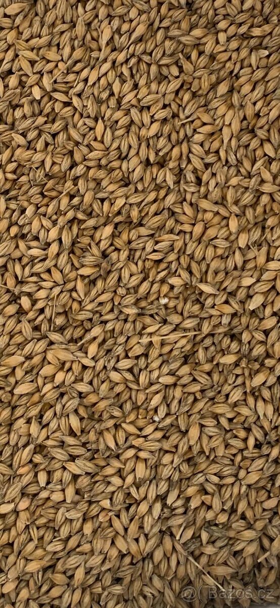 Pšenice, ječmen - 2