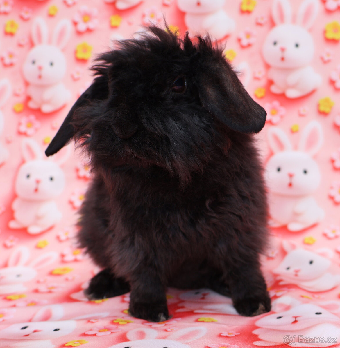 Zakrslý rex beránek LT malinká samička s VP . - 2