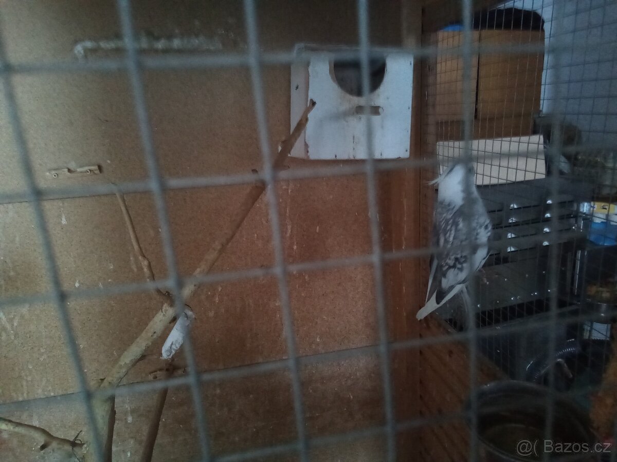 Korela chocholata - 2