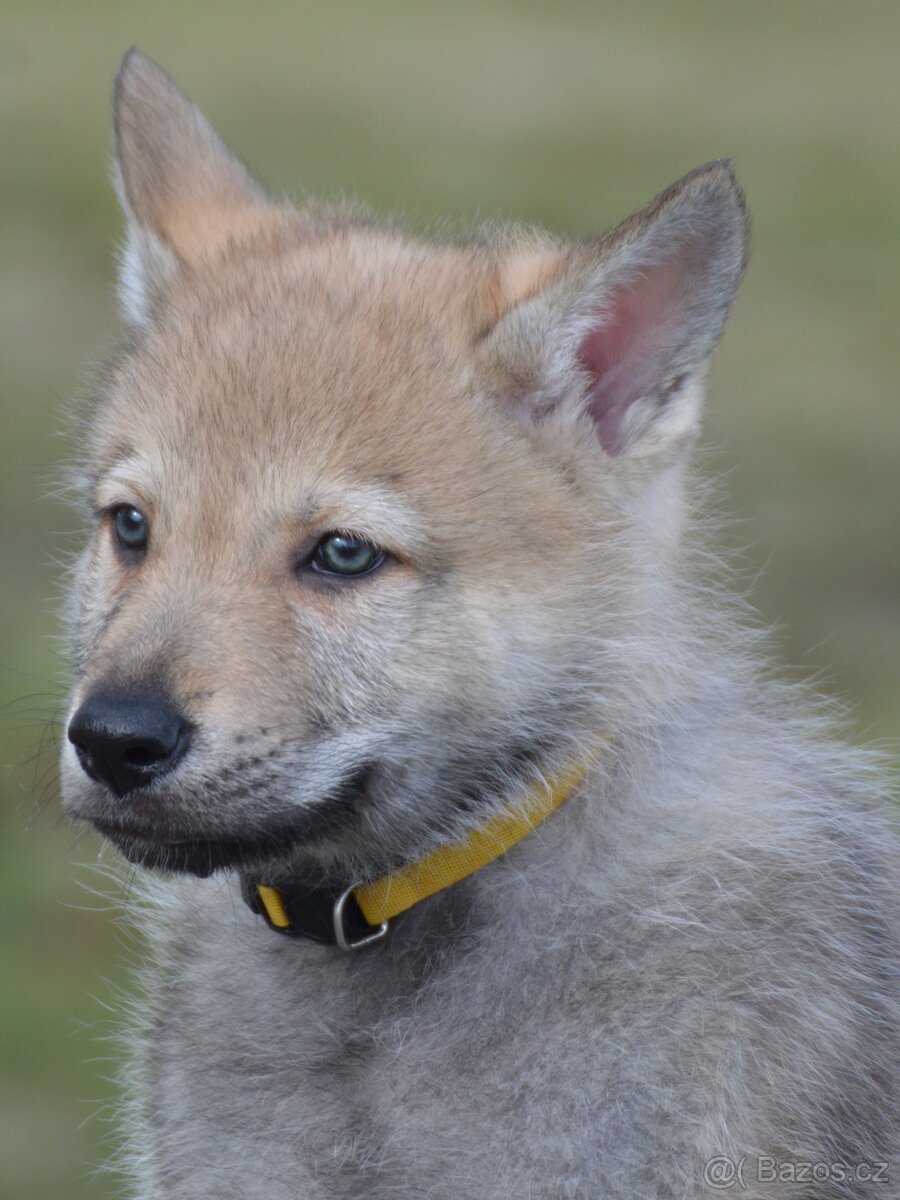 Československý vlčák "od Úhoště" - 2