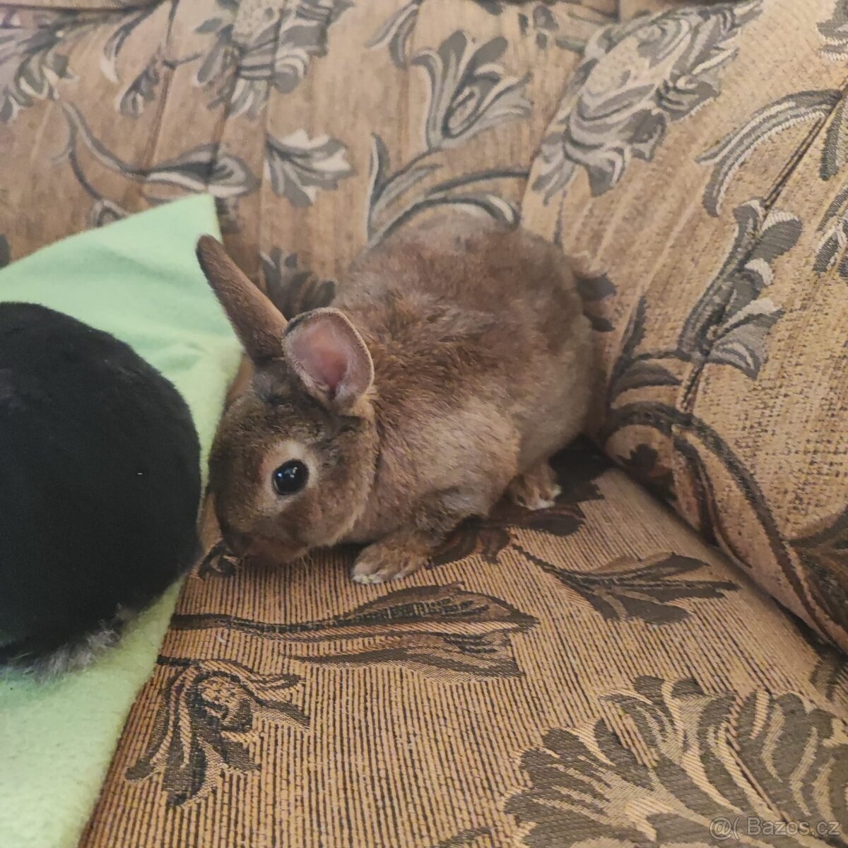 Zakrslý králík- samec skořice/karamel - 2