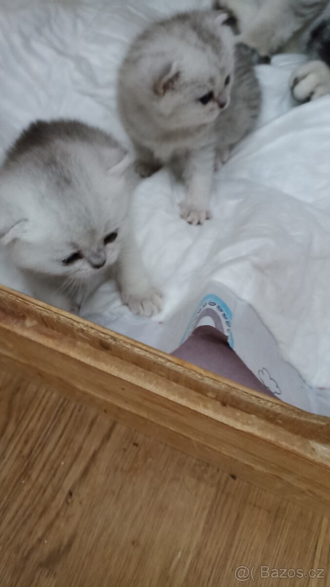 Britská koťátka s PP - 2