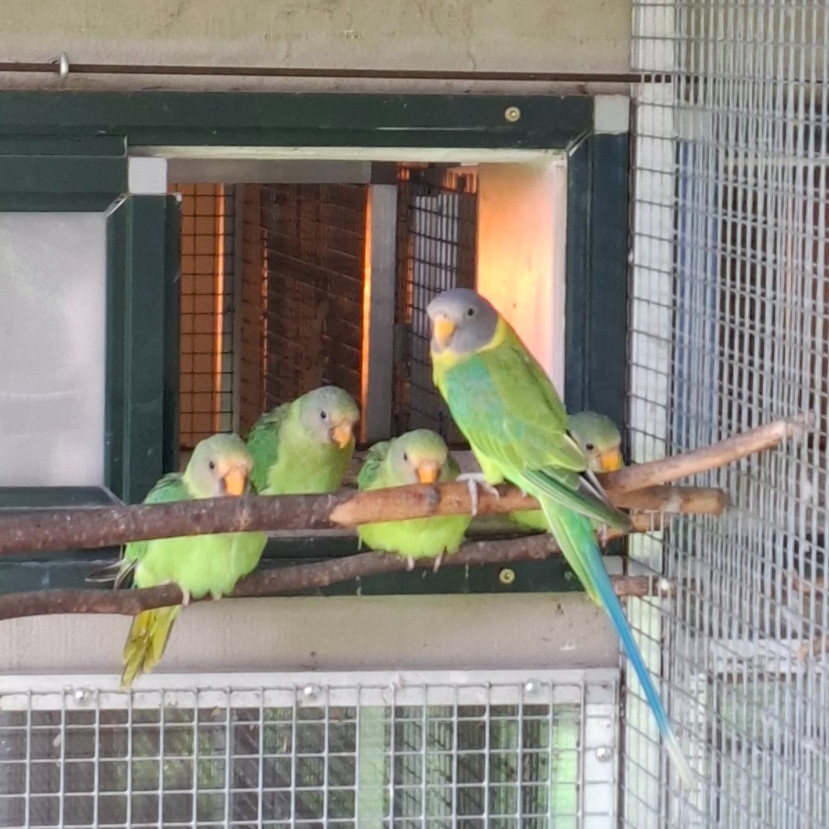 Alexandr rudohlavý - 2