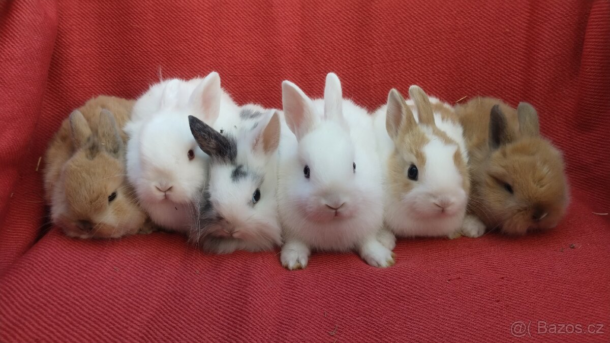 Zakrslý králík beránek, lvíček, ouška nahoru i dolů - 2