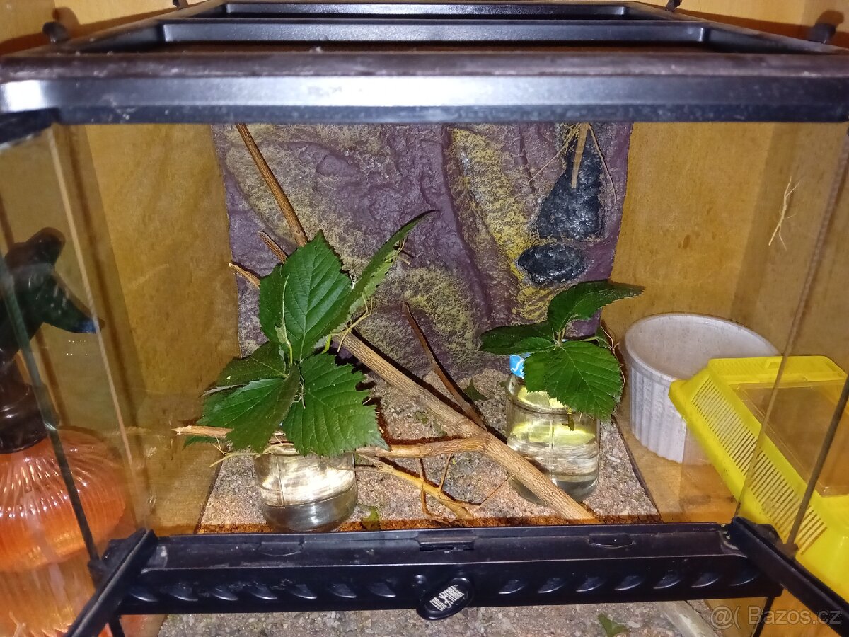 Pakobylka rohatá (strašilka) - 2