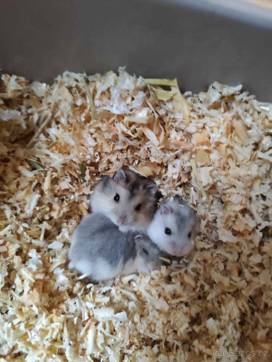 Křeček džungarský - 2