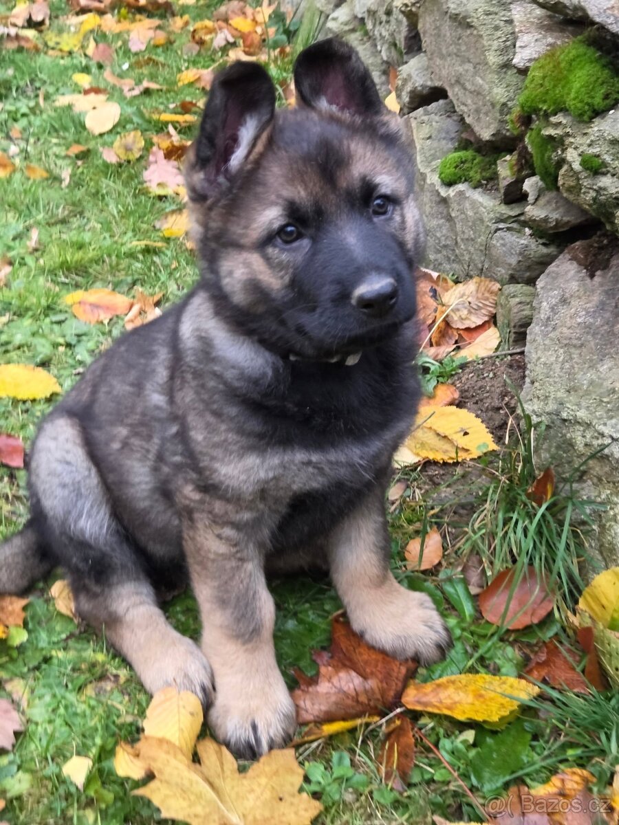 Prodám štěňata německých ovčáků s PP (FCI) - 2