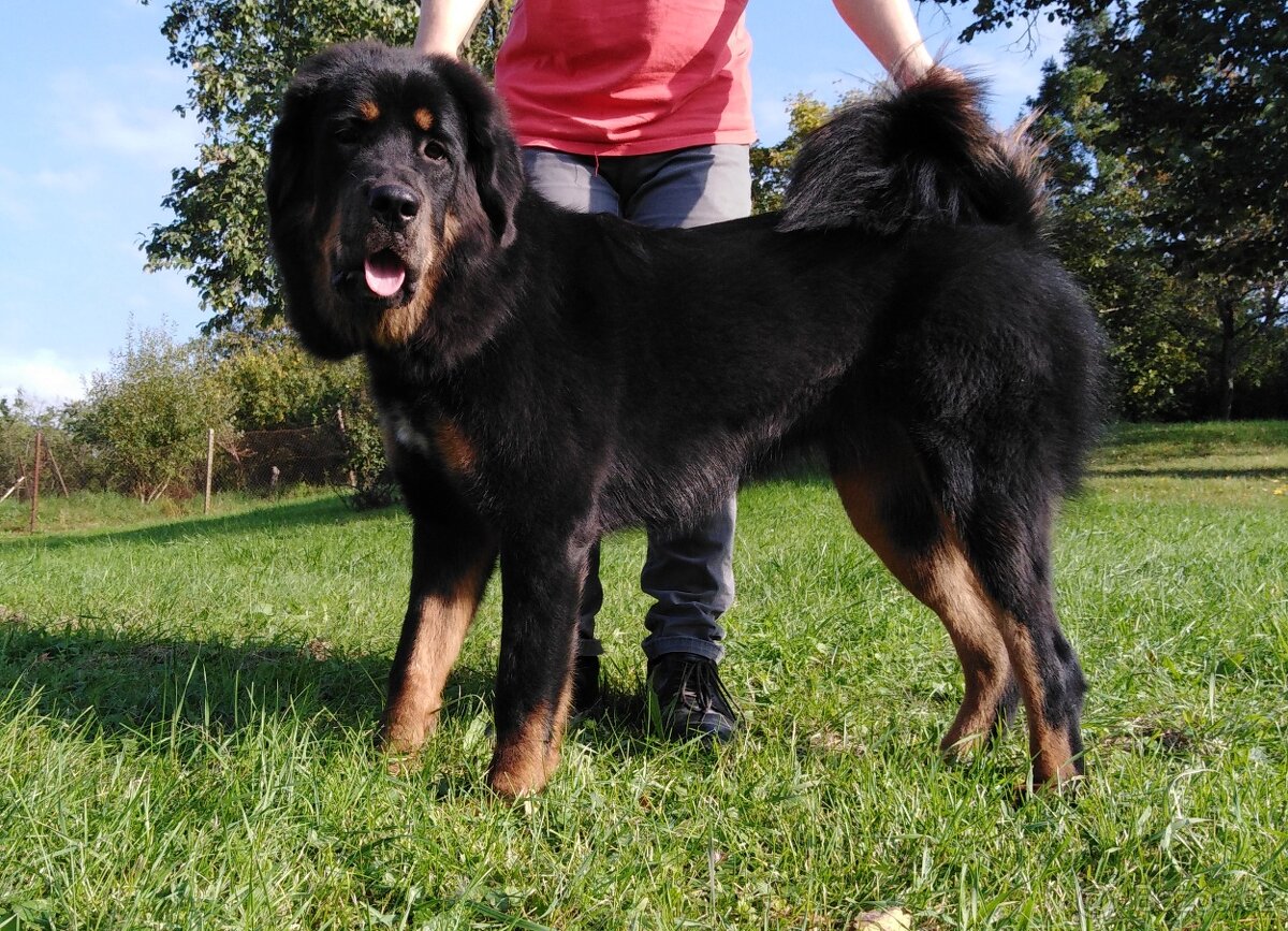 Tibetská doga štěňata s PP (FCI) 2025/26 black and tan - 2