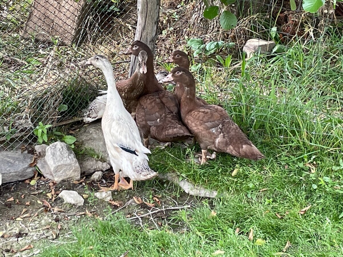 PRODÁM MLADÉ INDICKÉ BEŽCE KRÁSNÝCH BAREV - 2