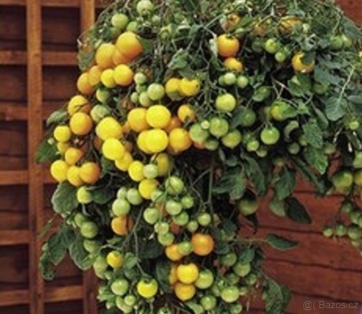 Rajče převislé Tumb Tom červené,žluté, semínka 20ks - 2