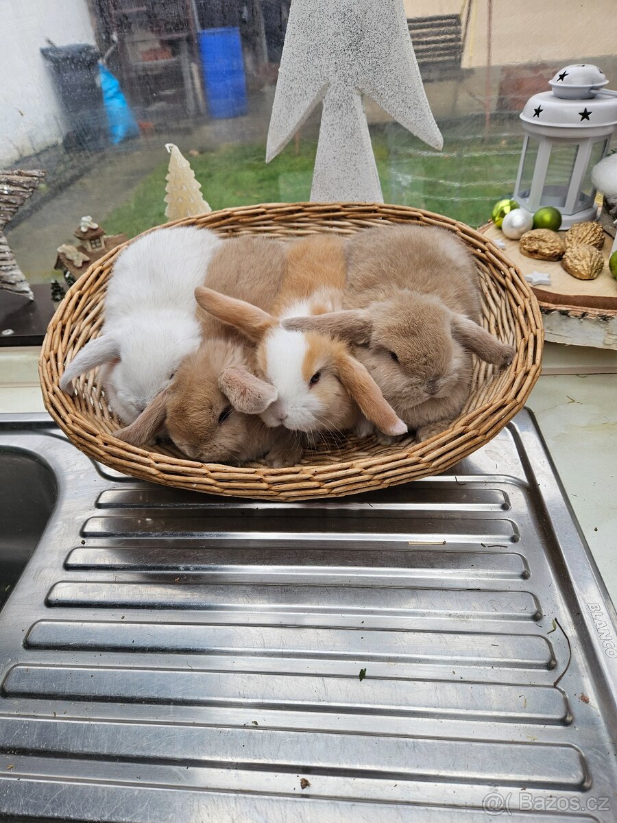 Zakrslý králík - 2