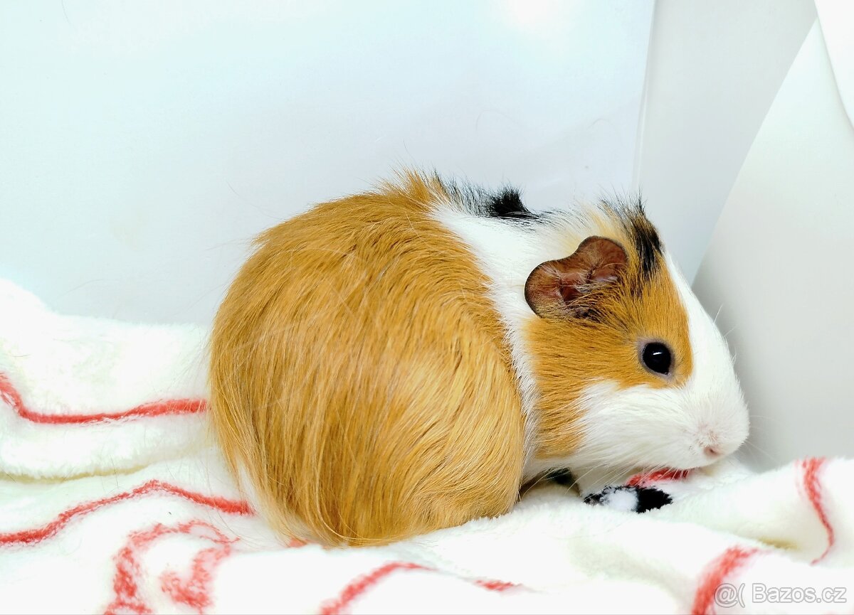 Morče, Morčata, Morčátko - KEVIN - 2