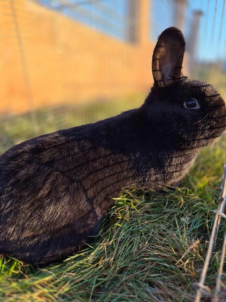 Vídeňský černý - 2