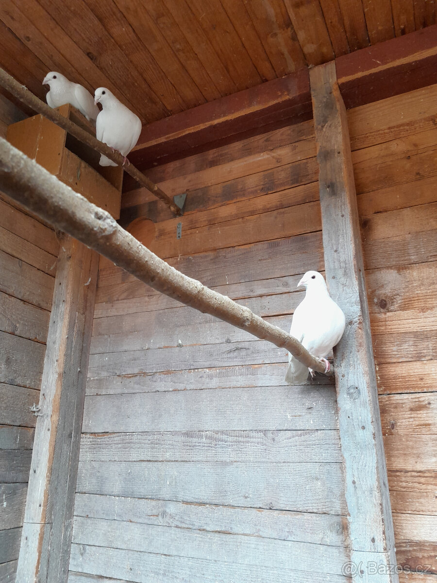 Prodám poštovní holubi . - 2