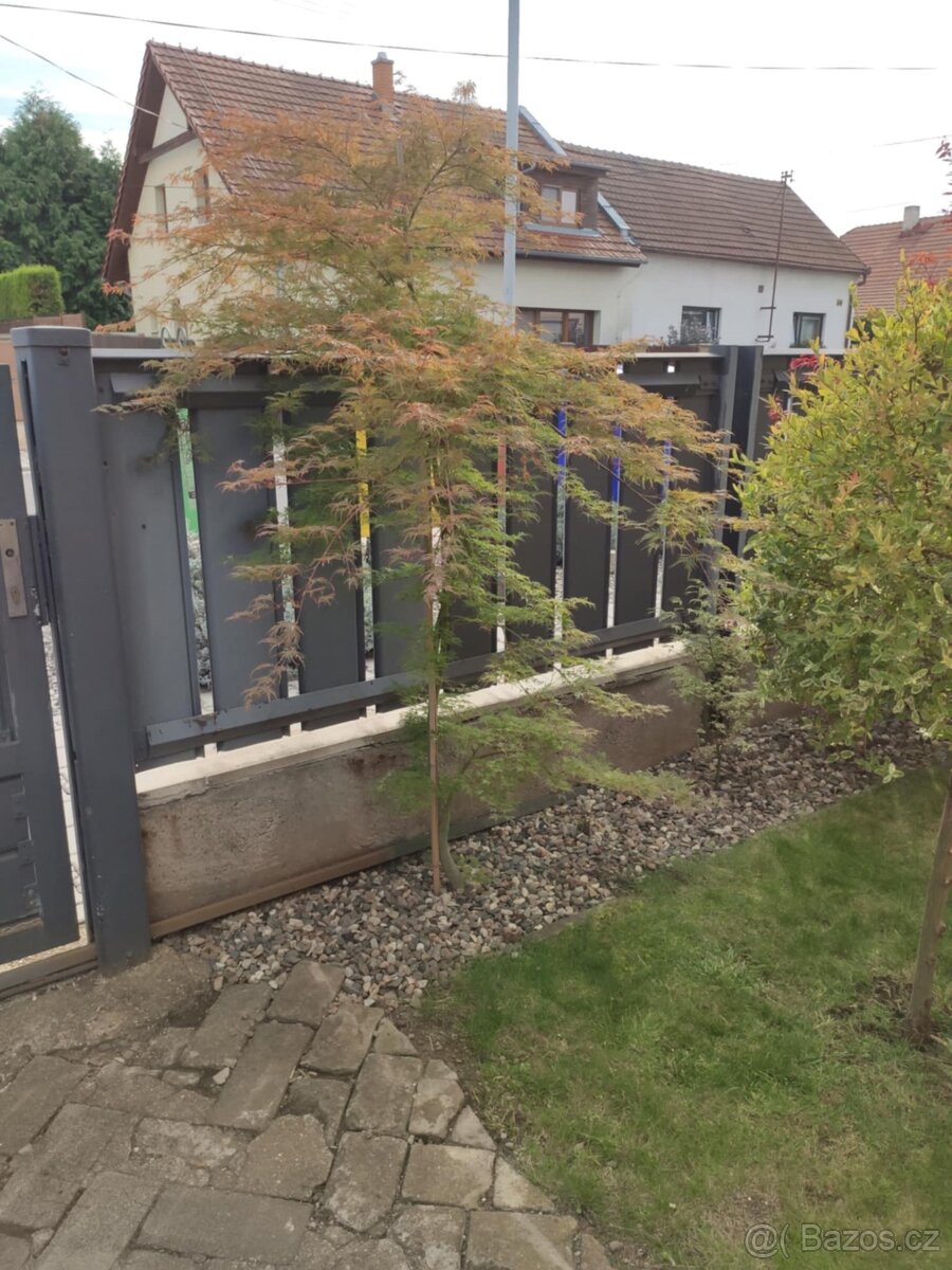 Japonský javor zeleny - 2