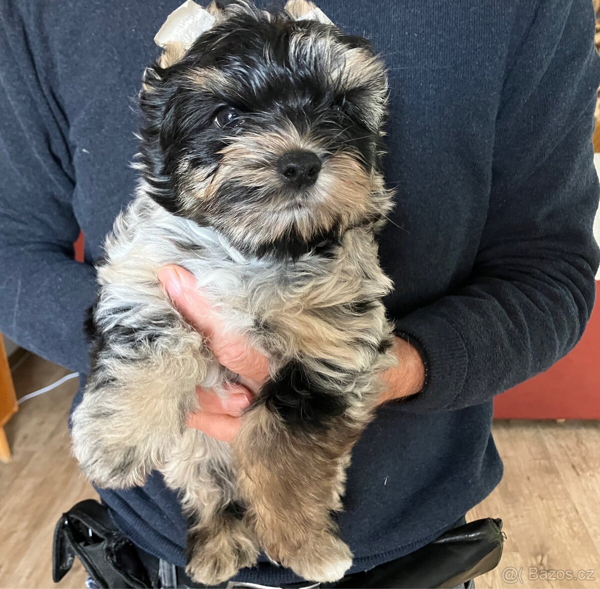 Jorkšírský teriér, Yorkshire terrier - pes s pp - 2