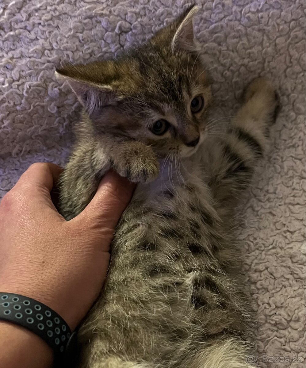 Daruji koťátka - 2