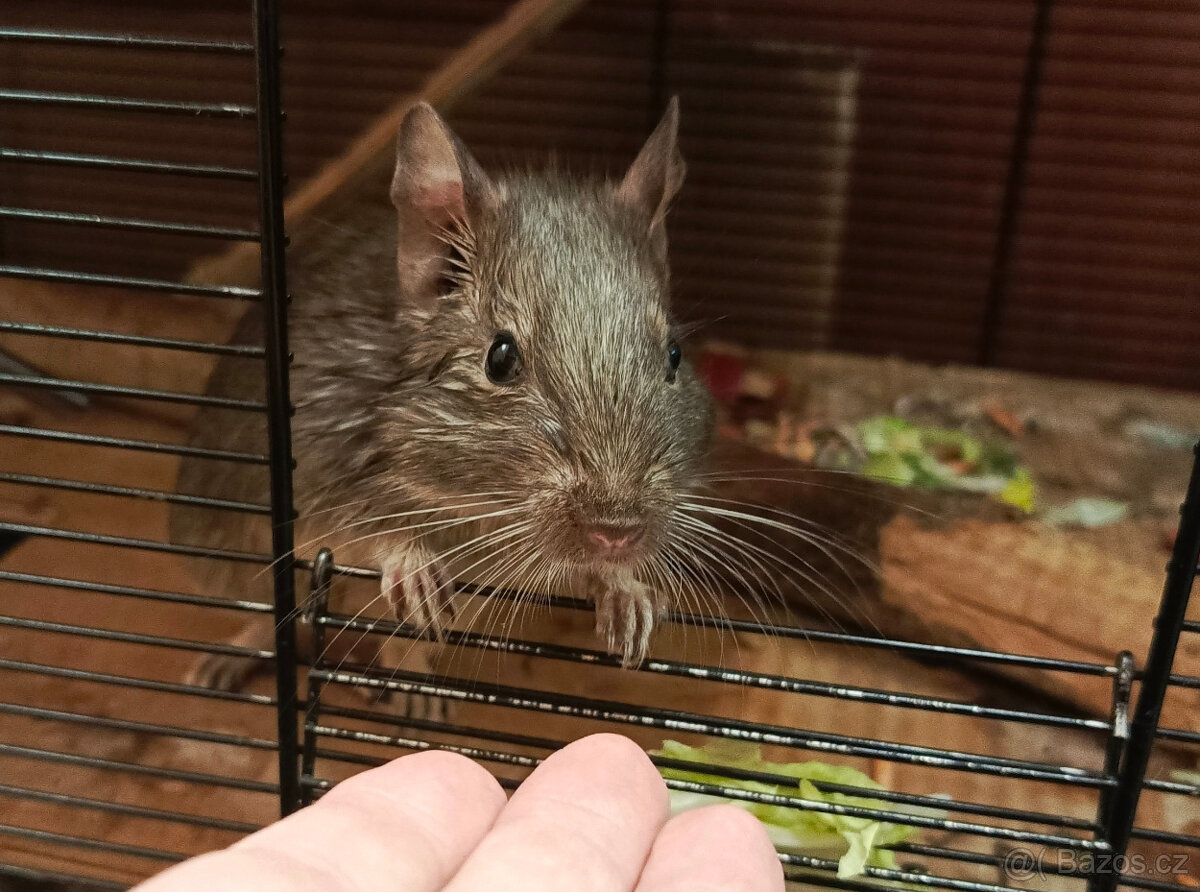 Prodáme osmáky - 2