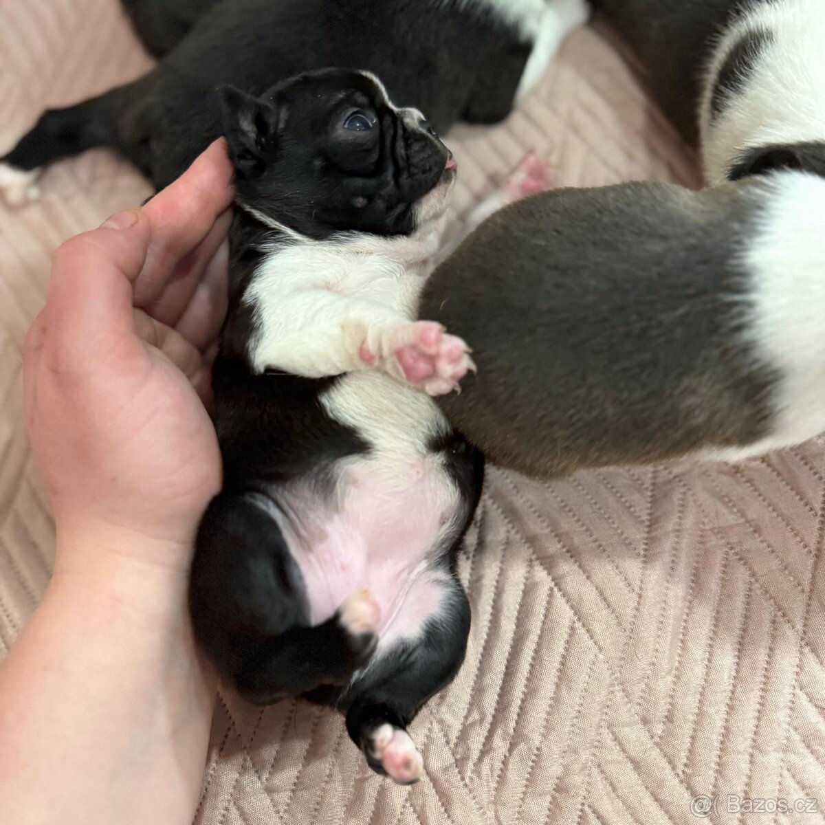 BOSTONSKÝ TERIÉR S PP - 2