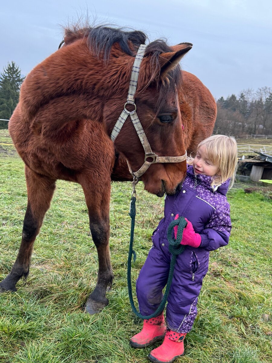 WPBR mohutný velký hřebeček - 2