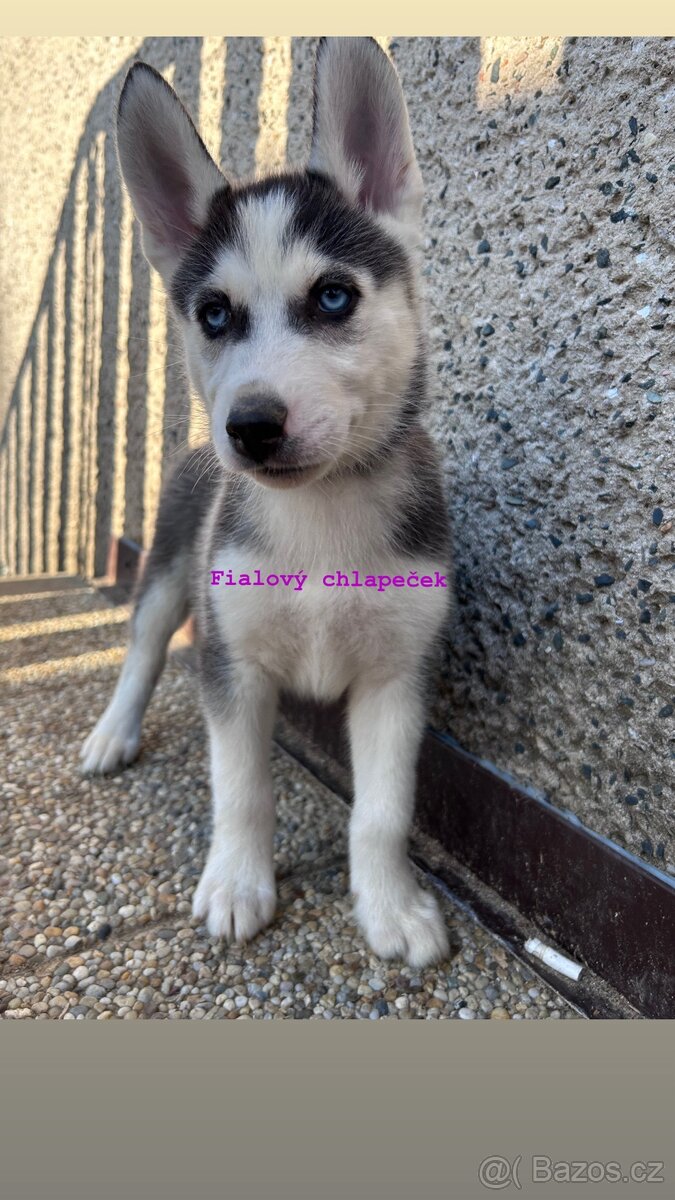 Prodám štěňátka - 2