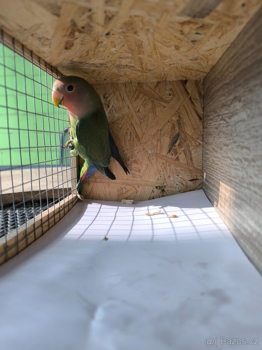 Agapornis Růžohrdlý - 2