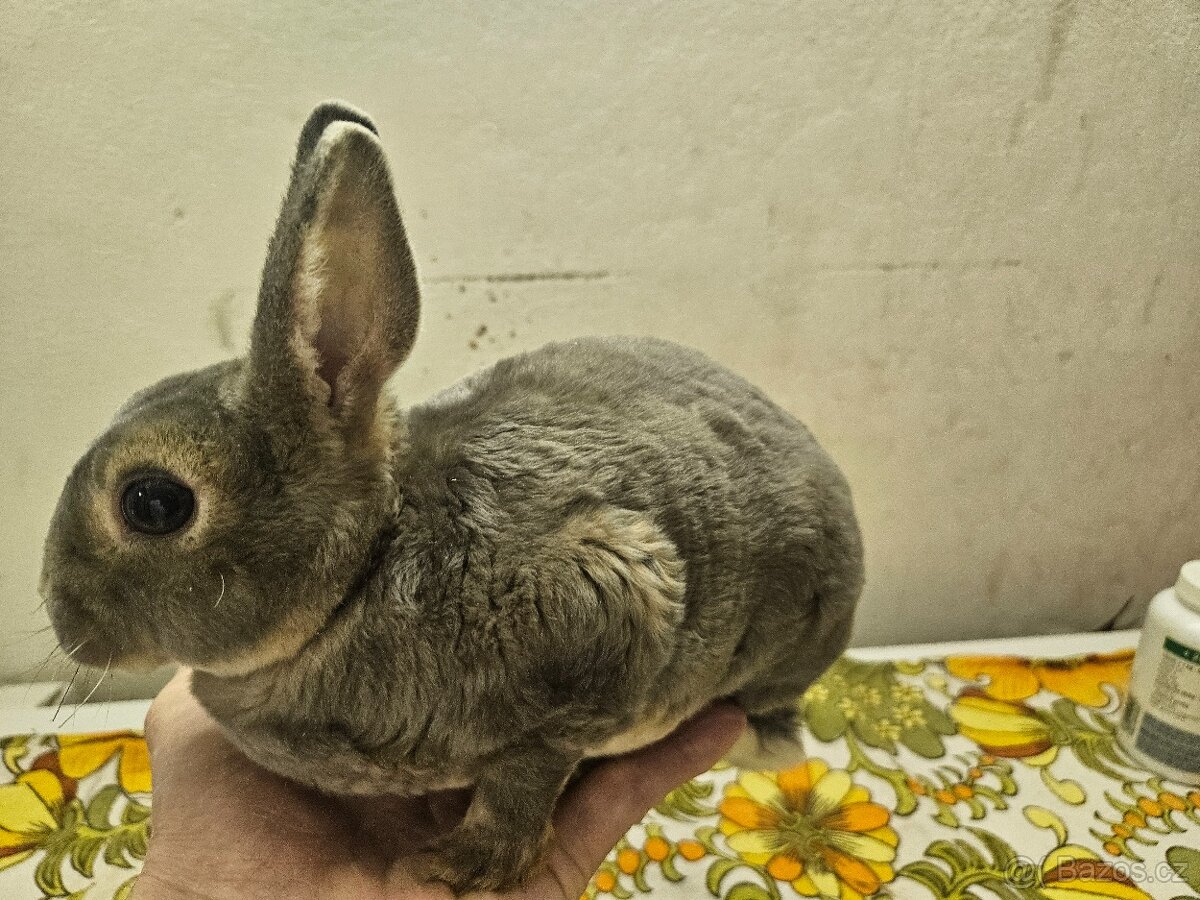 Zakrslý králíček - 2