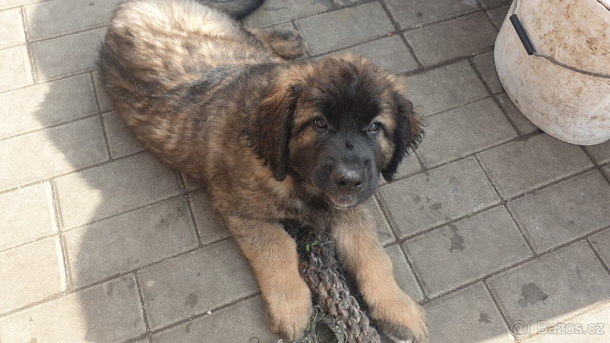 Leonberger pejsek bez PP - 2