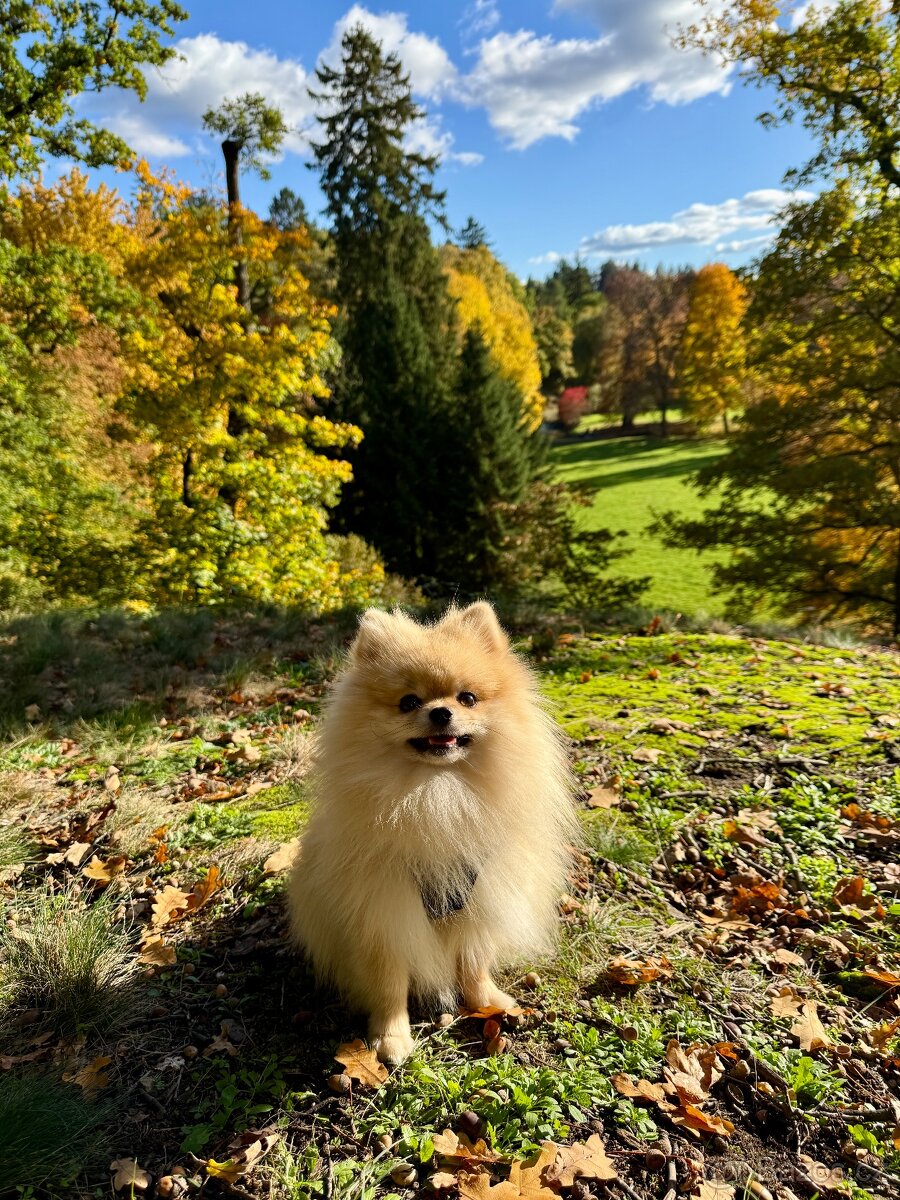 Pomeranian ke krytí - 2